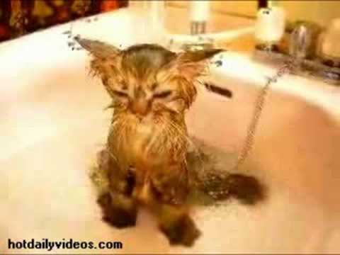 Poor Cat
