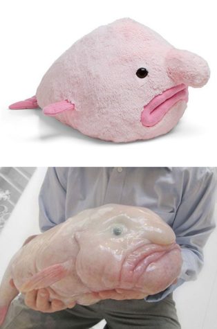 Blobfish som et plys legetøj