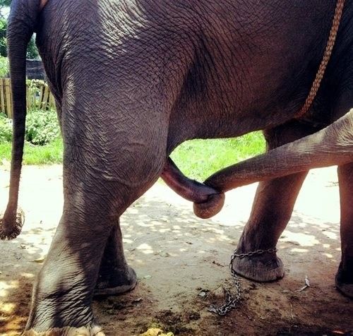Felação elefante