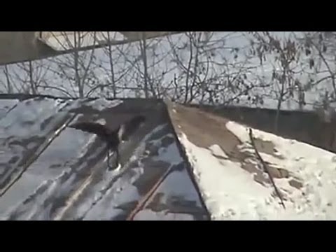 Krähe beim Rodeln – Sledding Crow