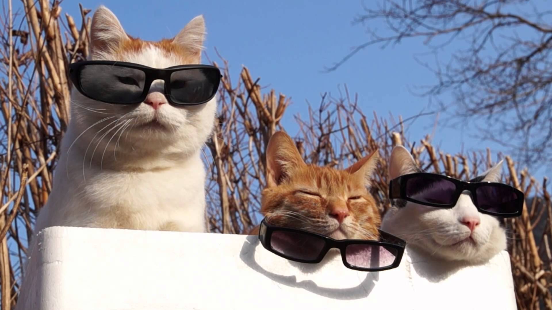 Cats with Sunglasses doing nothing | Dravens Tales from the Crypt