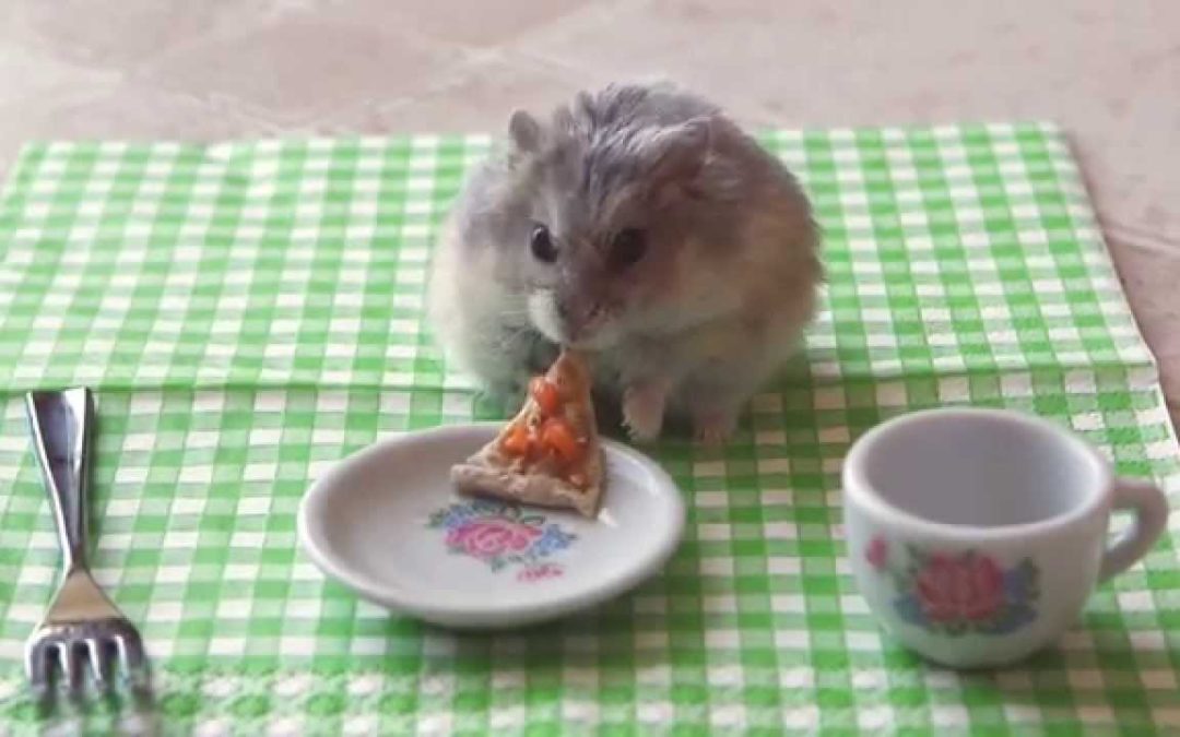 Kleiner Hamster isst eine kleine Pizza