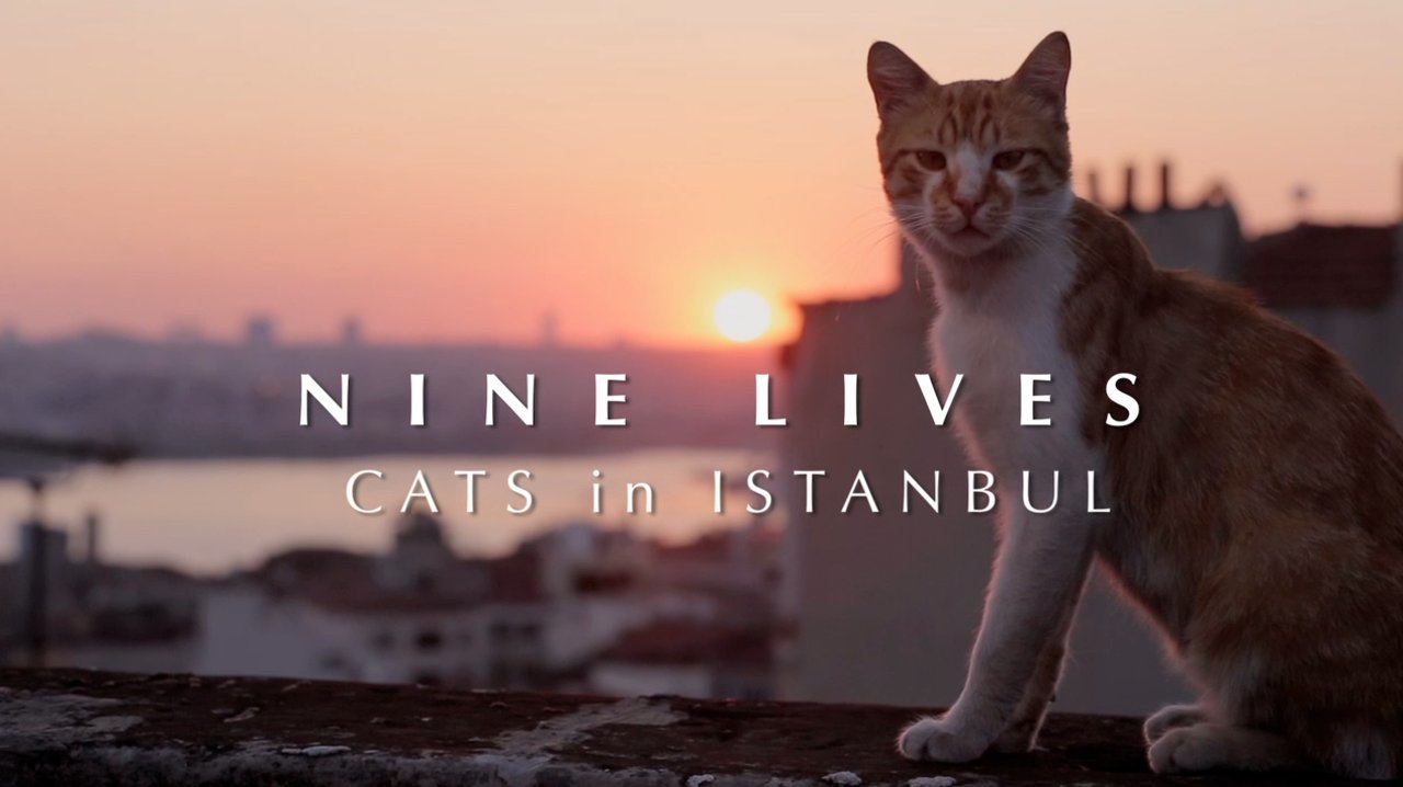 Nine Lives – Cats in Istanbul