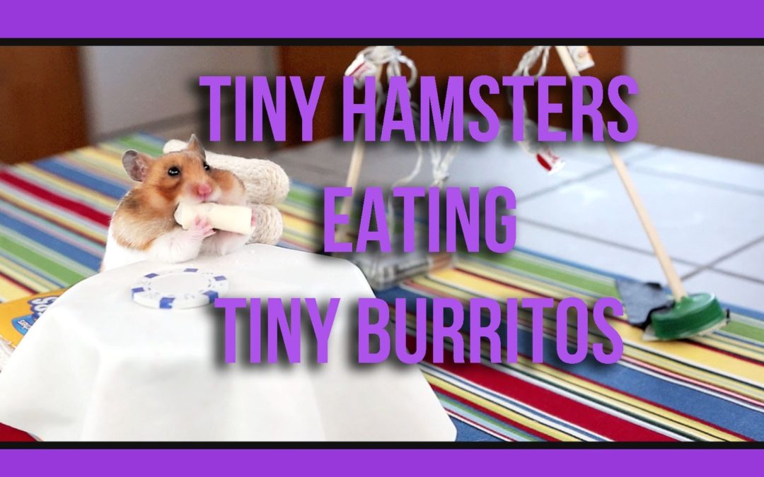 Tiny Hamsters Eating Tiny Burritos