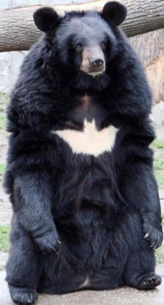 Urso Morcego