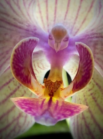 Vogel oder Blume?