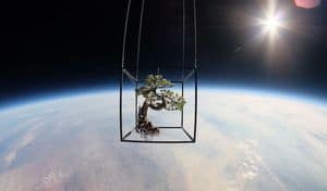 SpaceBonsai kl
