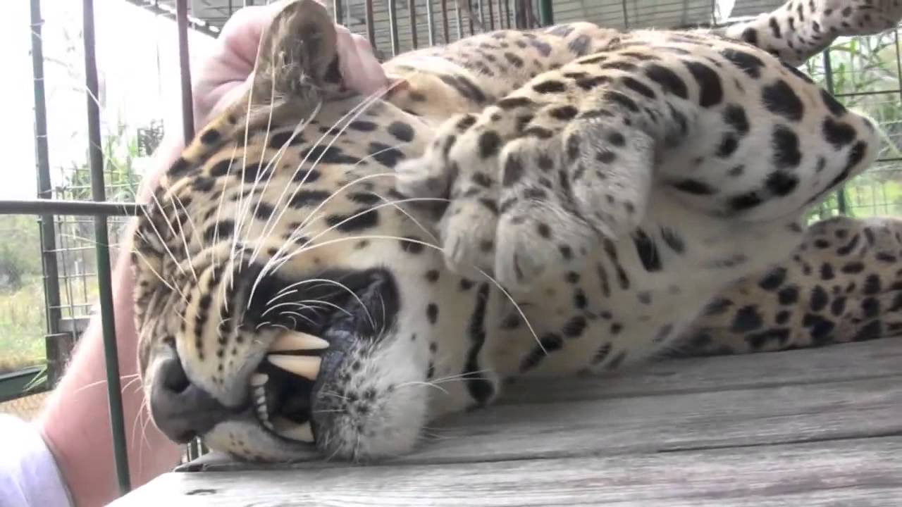 Das ist mal eine schnurrende Katze!