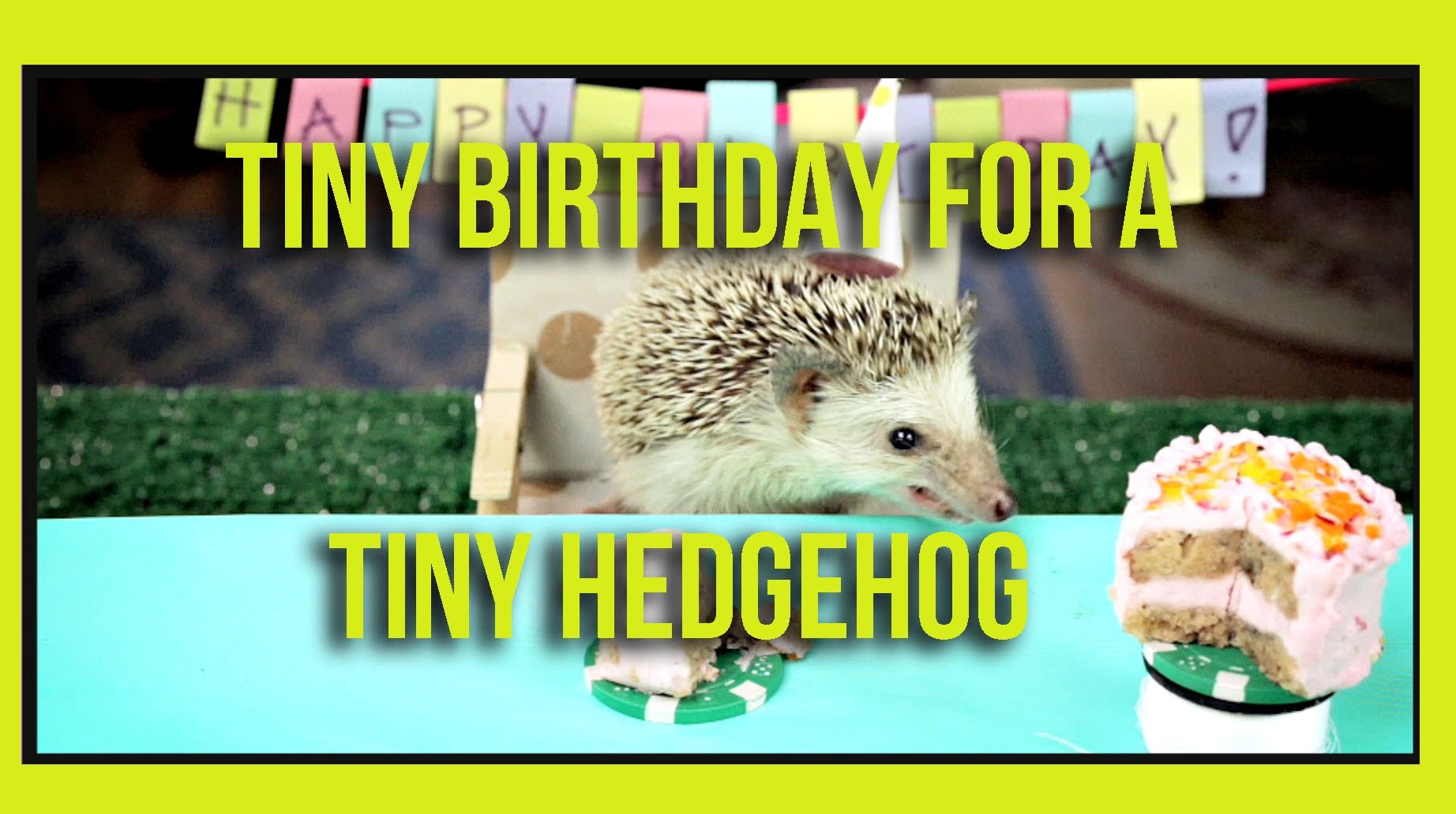Ein kleiner Igel feiert seinen kleinen Geburtstag