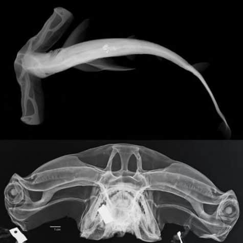 Röntgenový snímok žraloka kladivohlavého