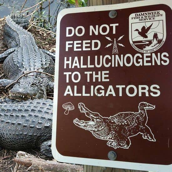 Ei hallusinogeeneja alligaattoreille