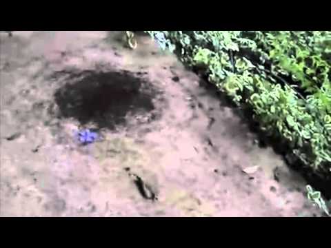 حفرة دائرة معدنية النمل
