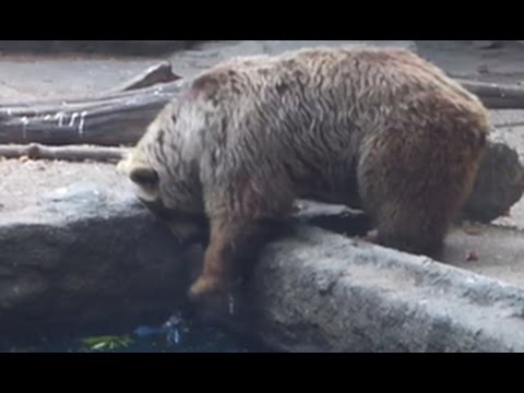Bär rettet Krähe vor dem Ertrinken