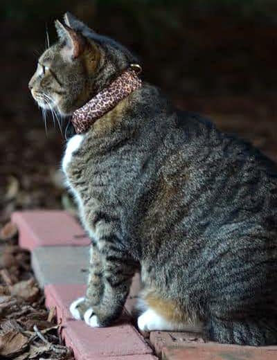 How To Hack a WiFi with Cats