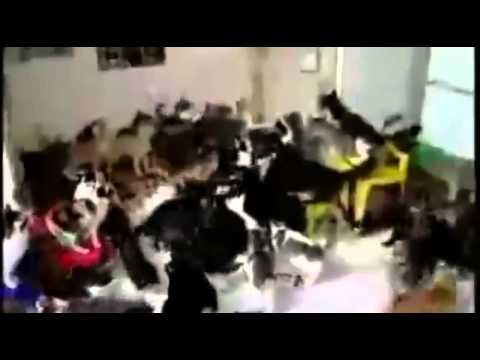 Cat Mosh Pit