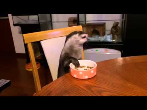 Gut erzogener Otter