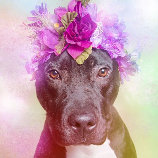 Wie man erfolgreich Kampfhunde vermittelt