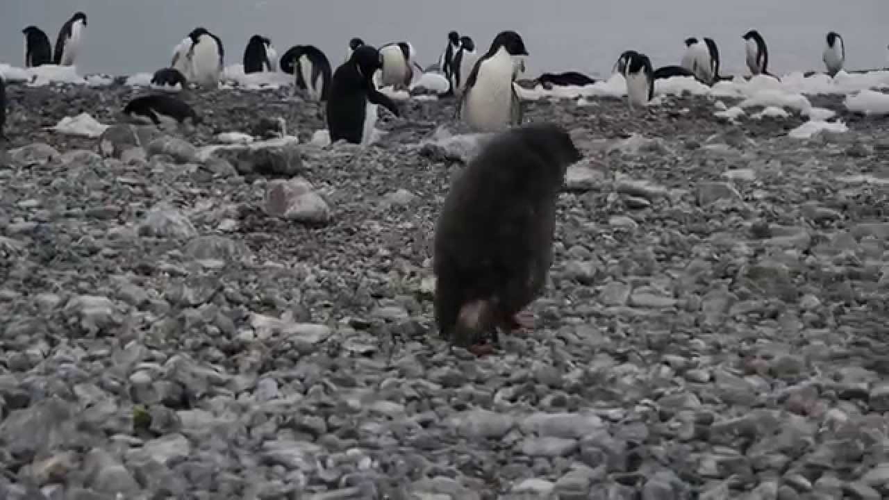 Penguin had a bad day