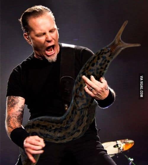 Gesichter von Gitarristen beim Solo sehen aus, als ob sie gerade realisieren, eine riesige Schnecke in Händen zu halten