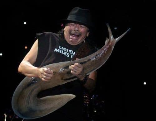 Gesichter von Gitarristen beim Solo sehen aus, als ob sie gerade realisieren, eine riesige Schnecke in Händen zu halten