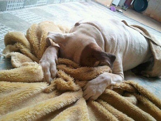 Was geschieht wenn Tiere realisieren, dass sie beim Tierarzt sind