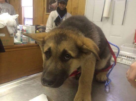 Was geschieht wenn Tiere realisieren, dass sie beim Tierarzt sind