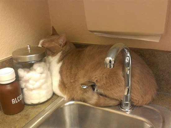 Was geschieht wenn Tiere realisieren, dass sie beim Tierarzt sind
