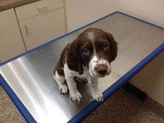 Was geschieht wenn Tiere realisieren, dass sie beim Tierarzt sind