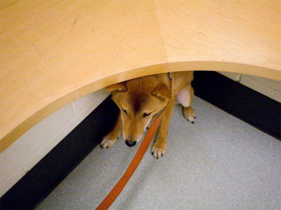 Was geschieht wenn Tiere realisieren, dass sie beim Tierarzt sind