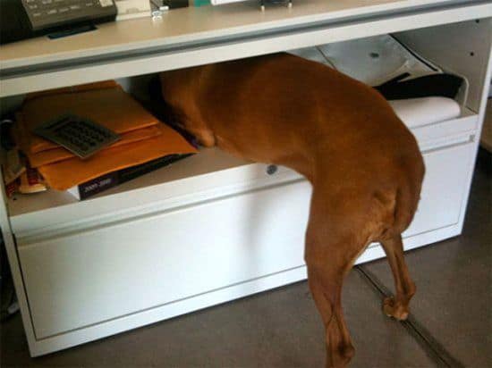 Was geschieht wenn Tiere realisieren, dass sie beim Tierarzt sind
