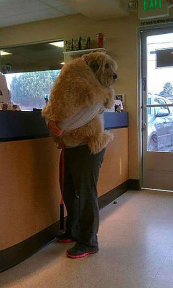 Was geschieht wenn Tiere realisieren, dass sie beim Tierarzt sind
