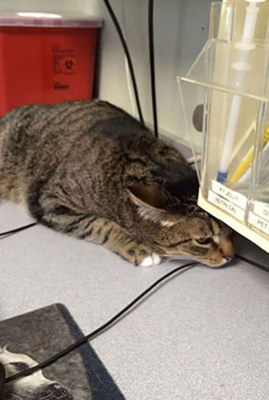 Was geschieht wenn Tiere realisieren, dass sie beim Tierarzt sind