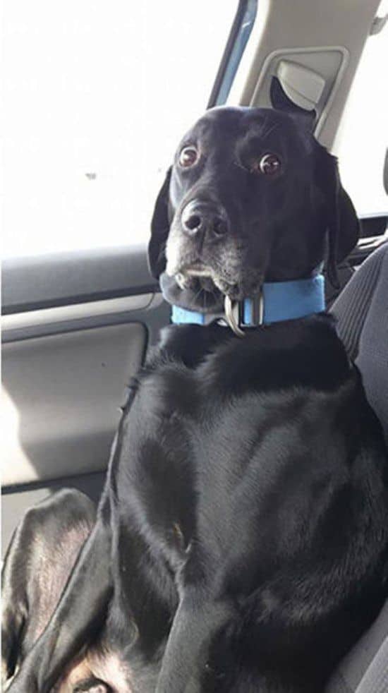 Was geschieht wenn Tiere realisieren, dass sie beim Tierarzt sind