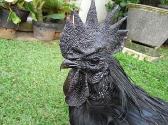 Ayam Cemani