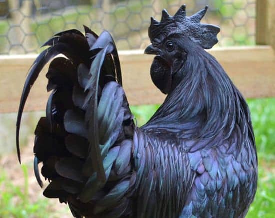 Ayam Cemani