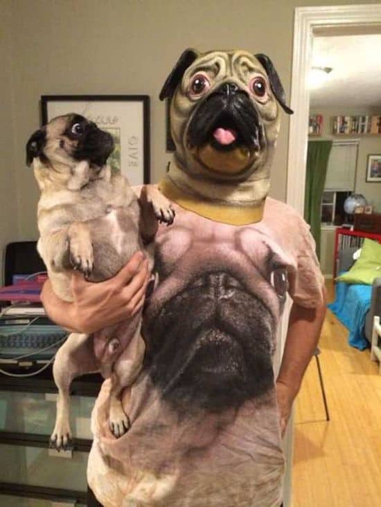 Dogs in a Land of Confusion