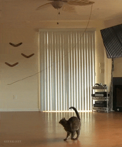 Wie beschäftigt man eine Katze?