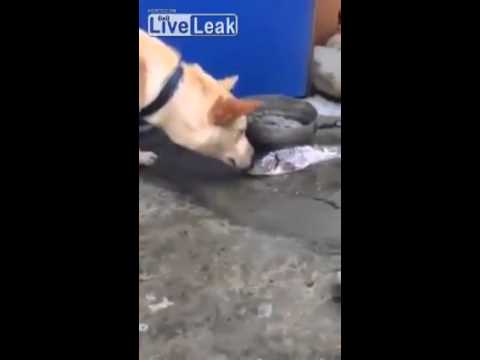 Hund versucht tote Fische zu retten