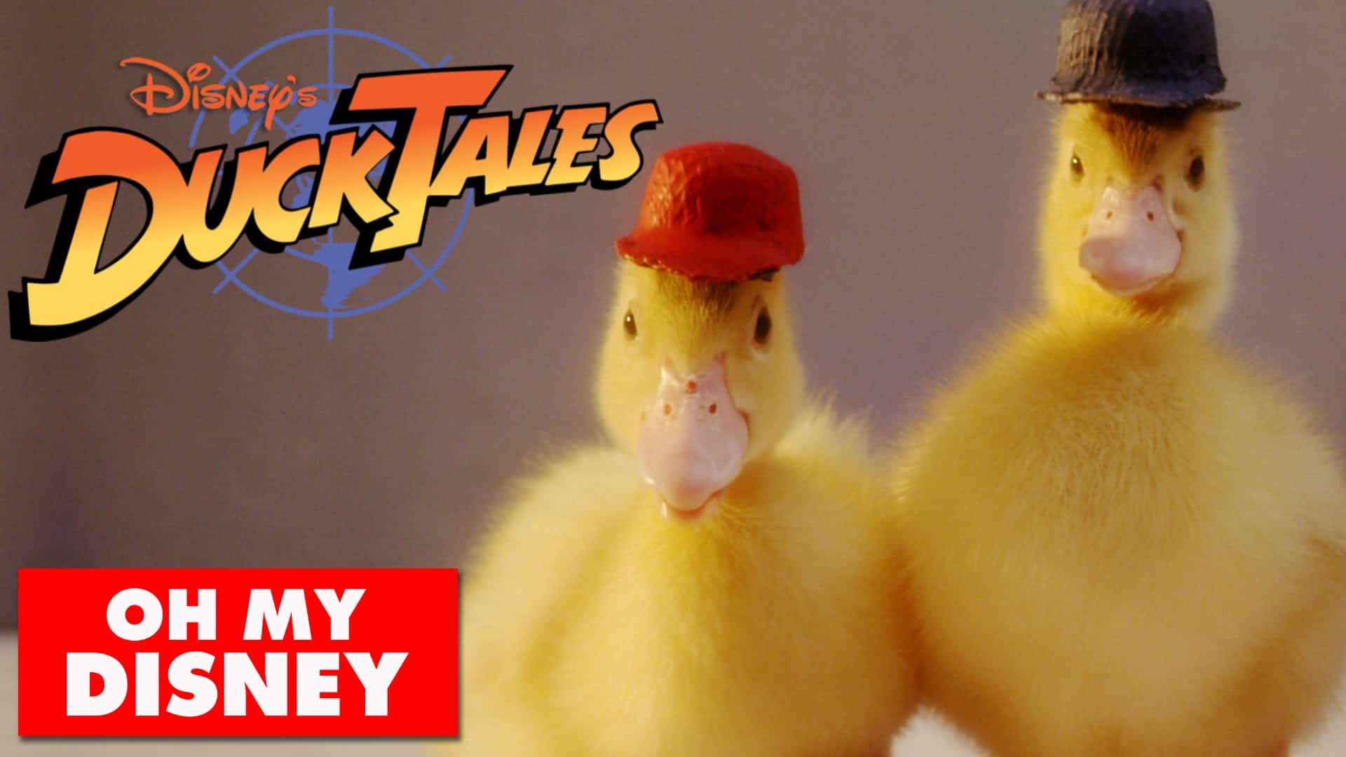 The DuckTales Intro Done With Real Ducks