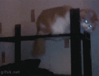 Smooth Criminal Cat