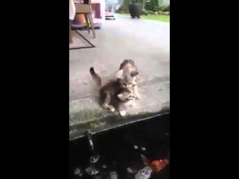 Un poisson brutal attrape des bébés chatons