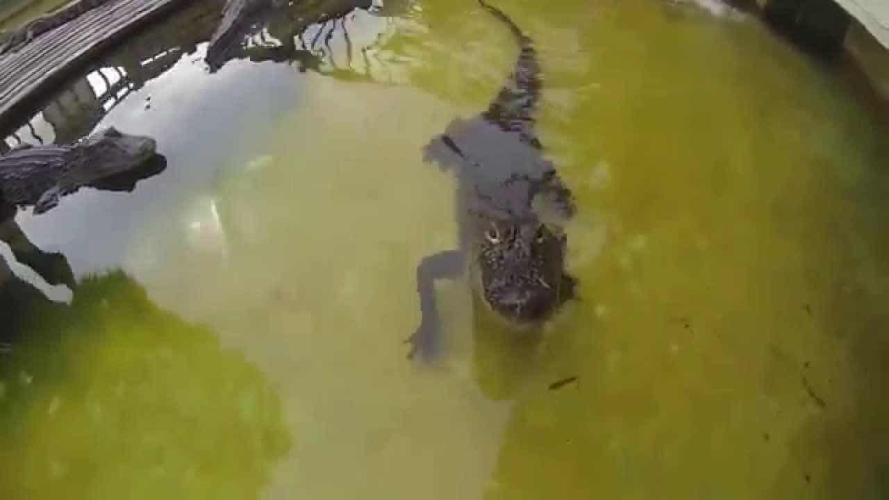 Ten aligator chce jego spokoju!