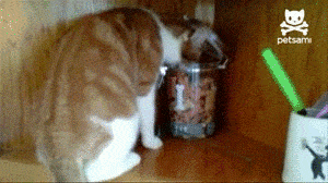 Wenn eine Katze ein Leckerli klaut