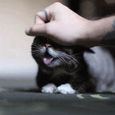 Katze genießt Streicheleinheiten