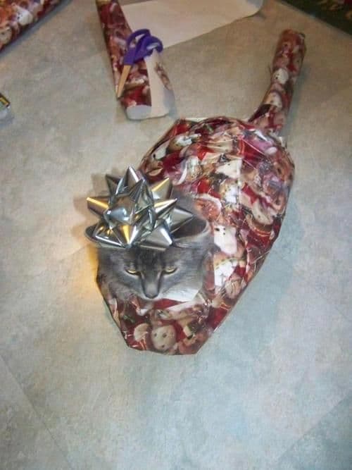 Tiere gehören nicht unter den Weihnachtsbaum