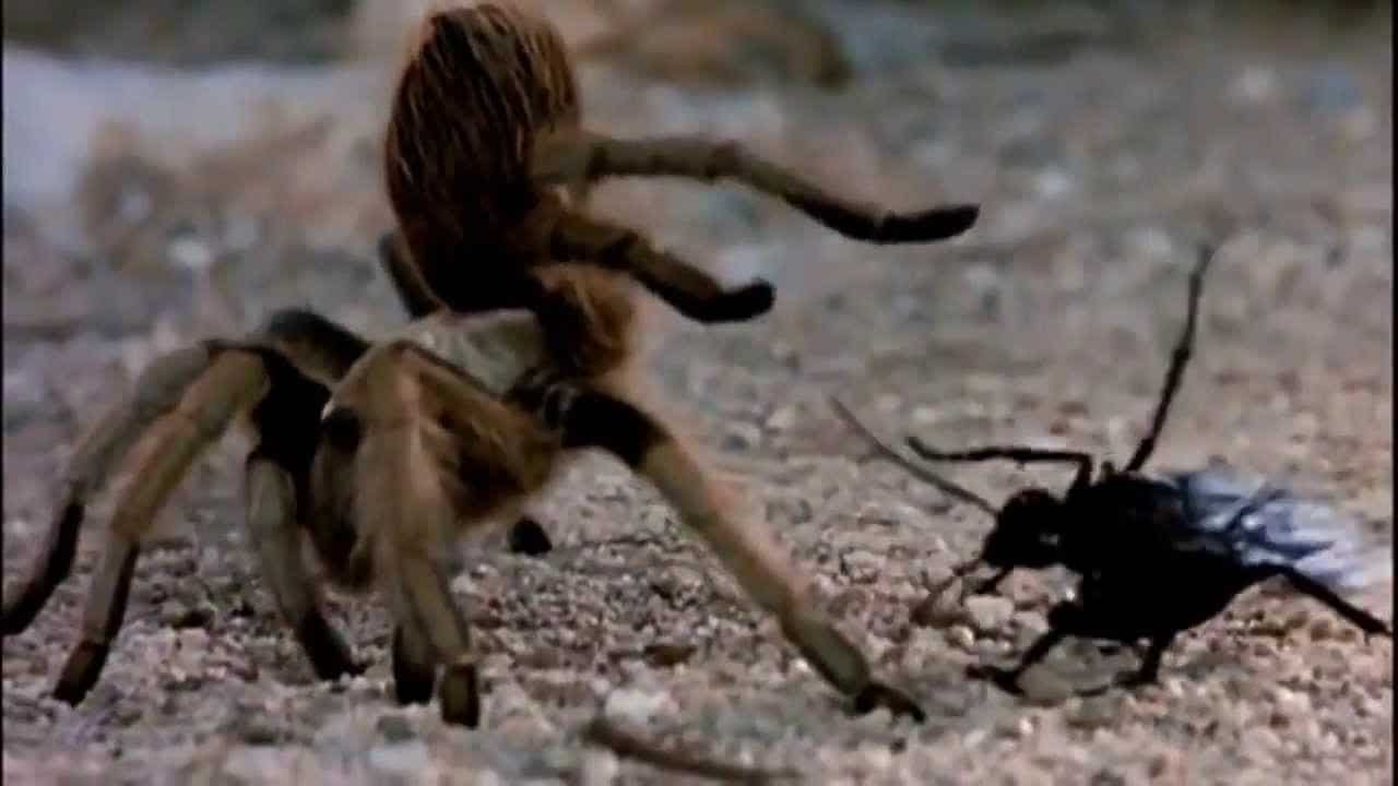 Giant Tarantula vs Wasp Fighting to Death