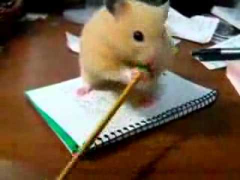 Hamster kan ikke spise blyant