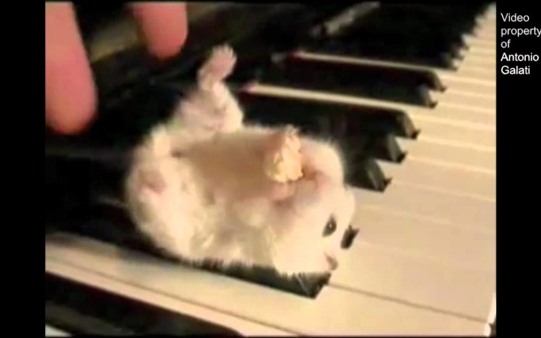 Hamster On A Piano Eating Popcorn