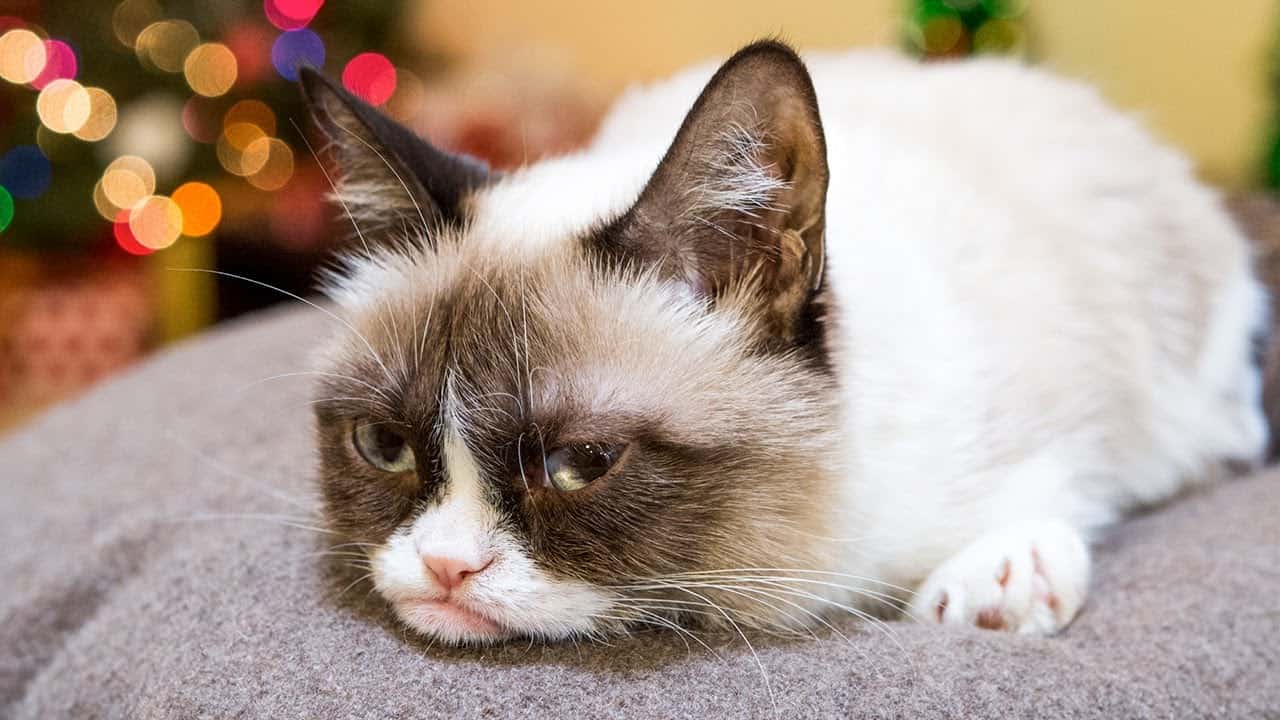 Трудно быть кошкой на Рождество - Grumpy Cat Stars