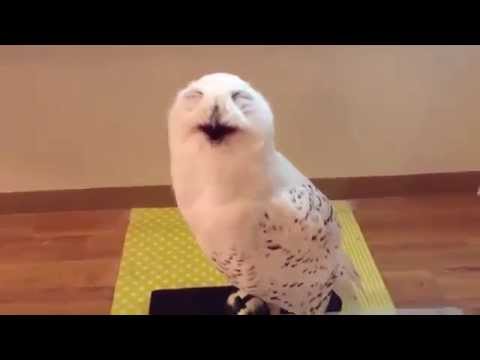 Lachende Eule – Laughing Owl